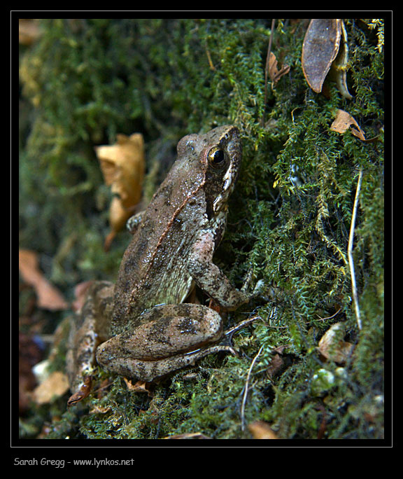 Rana italica