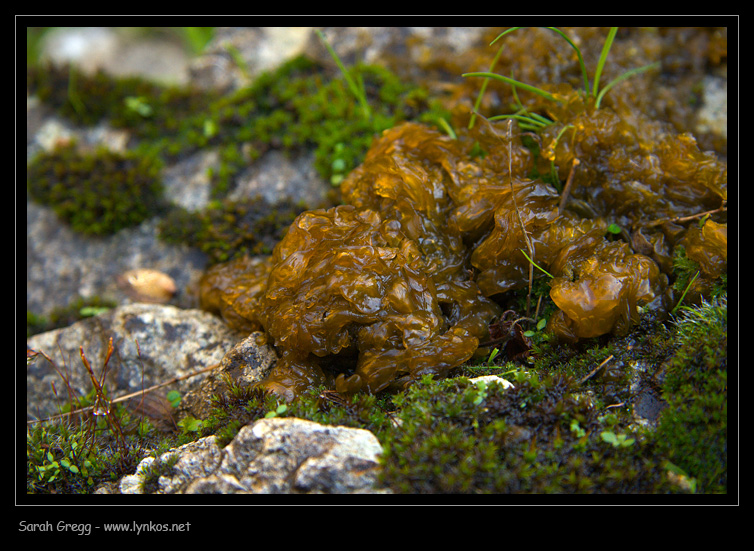 Alga (?) da torrente montano