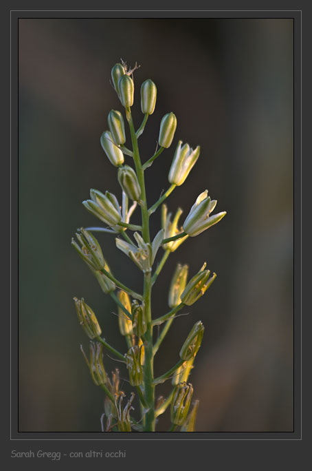 Loncomelos narbonensis