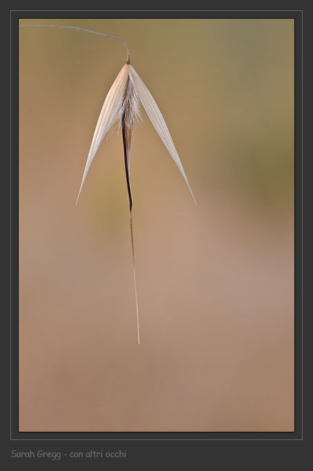 Trifoglio sconosciuto - Trifolium striatum sl.