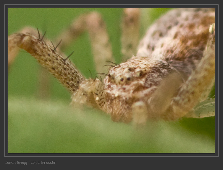 Zilla diodia e Philodromus sp.
