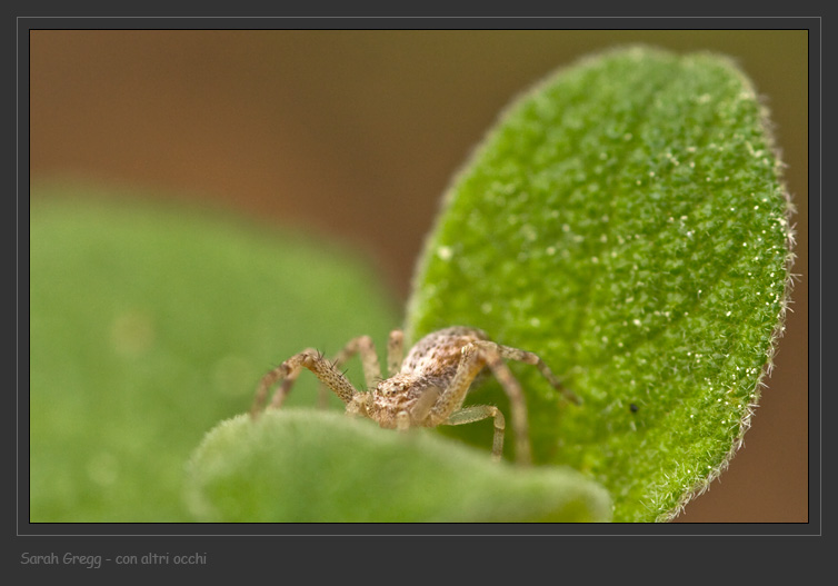 Zilla diodia e Philodromus sp.