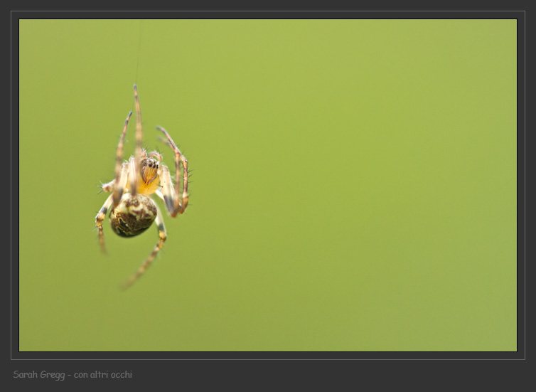 Zilla diodia e Philodromus sp.