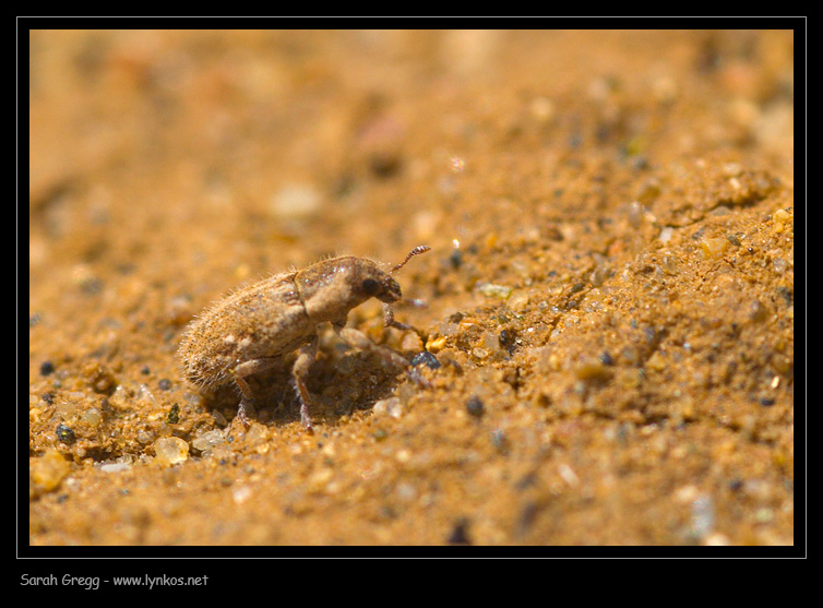 Coleotteri sparsi