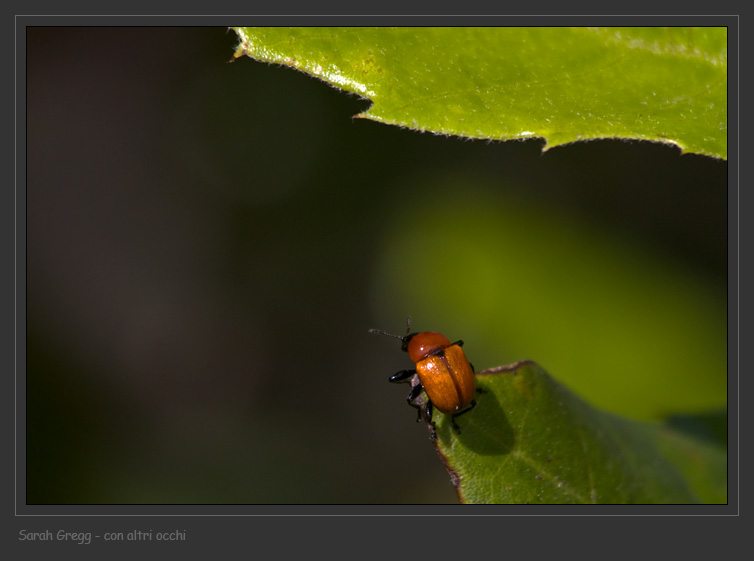 D''effetto e ritaglio: Attelabus nitens (Attelabidae)