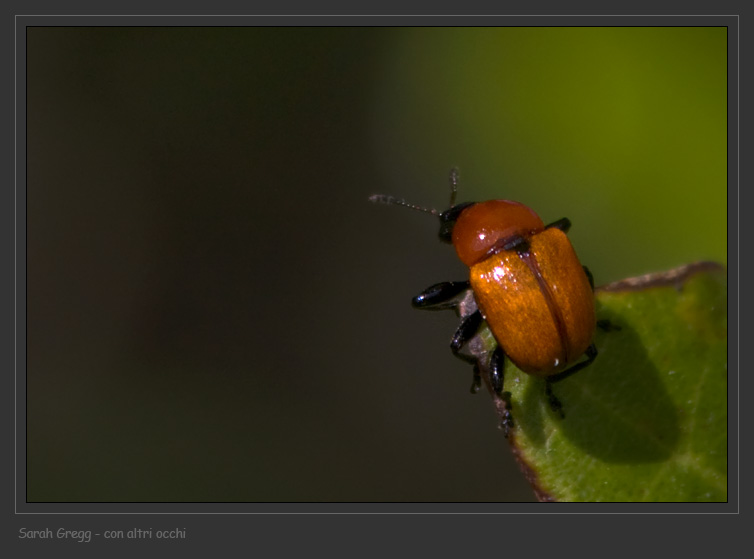 D''effetto e ritaglio: Attelabus nitens (Attelabidae)