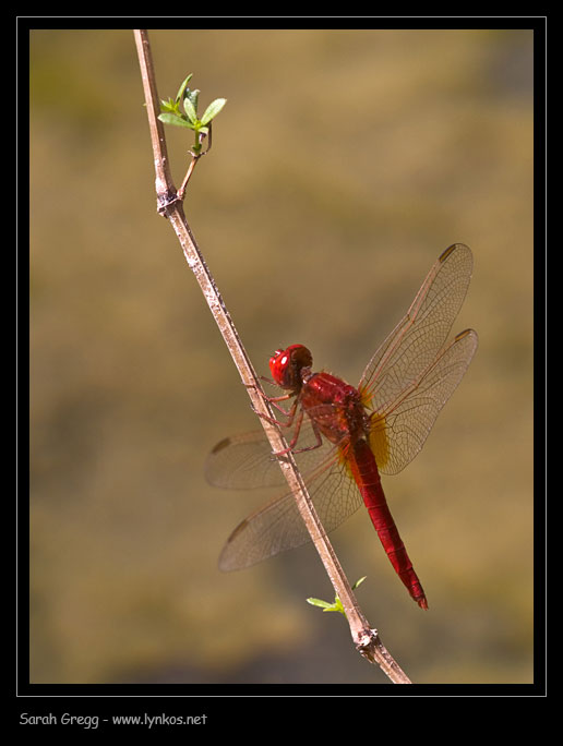 Crocothemis erythraea maschio