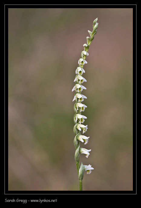 Spiranthes spiralis, l''ultima orchidea della stagione