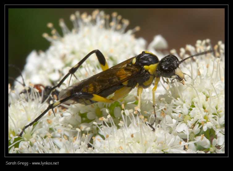 Sphecodes, Halictus, Macrophia ecc..