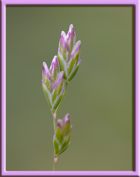 Poa annua L.