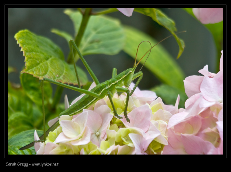 Quiz (facile facile) per gli entomologi