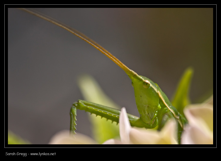 Quiz (facile facile) per gli entomologi