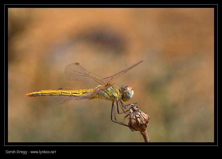 Due incertezze - Sympetrum fonscolombii