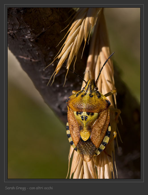 Pentatomidae: Ventocoris (Ventocoris) rusticus