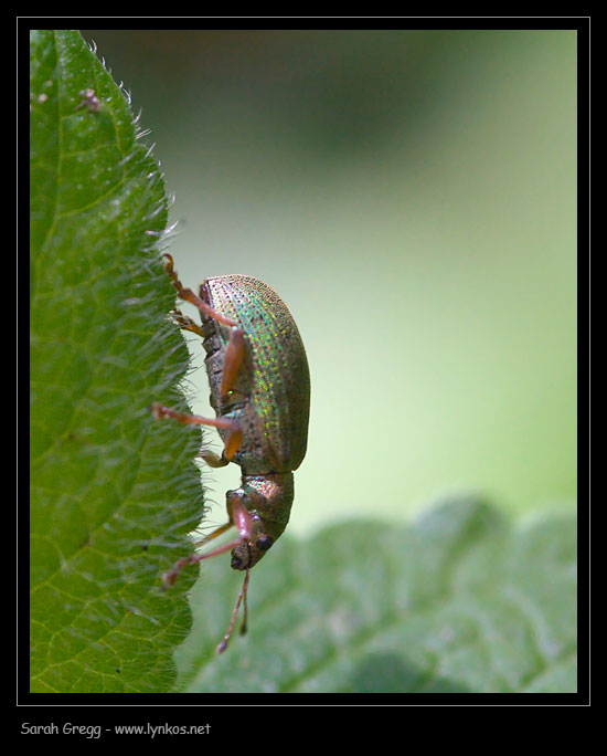 Coleotteri sparsi