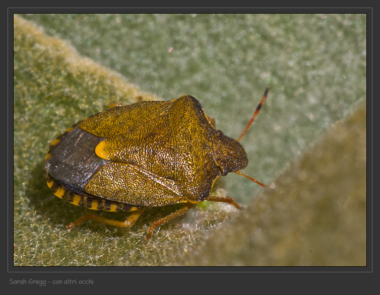 Pentatomidae: Ventocoris (Ventocoris) rusticus