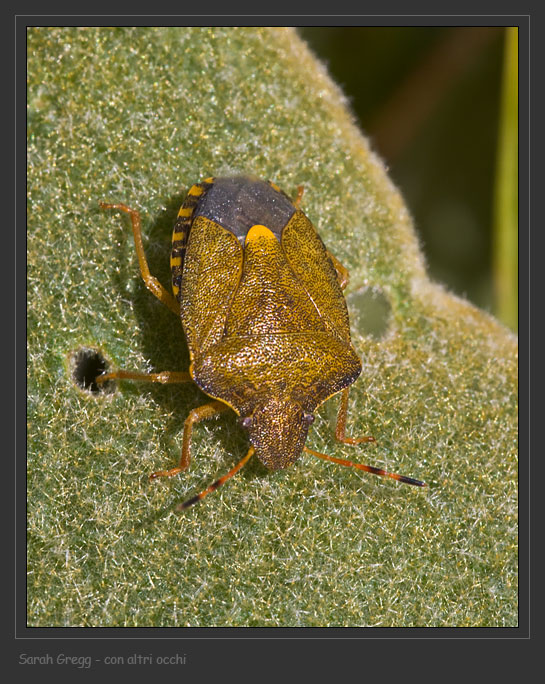 Pentatomidae: Ventocoris (Ventocoris) rusticus