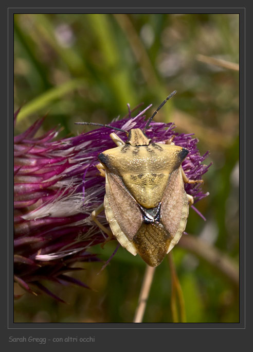 Pentatomidae: Ventocoris (Ventocoris) rusticus