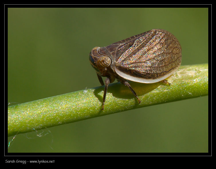 Omottero magellense (Hysteropterum)