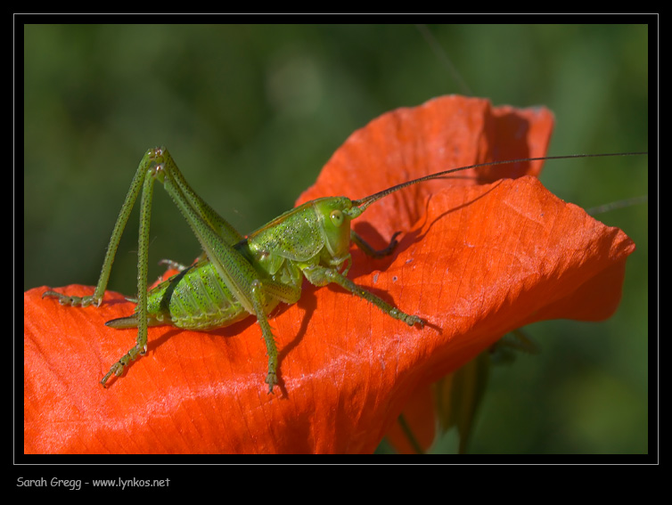 Tettigonia cfr. viridissima (ninfa)