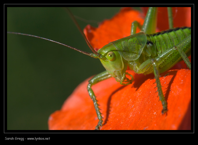 Tettigonia cfr. viridissima (ninfa)