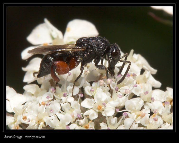 Sphecodes, Halictus, Macrophia ecc..