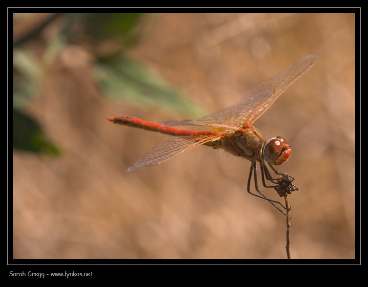 Due incertezze - Sympetrum fonscolombii