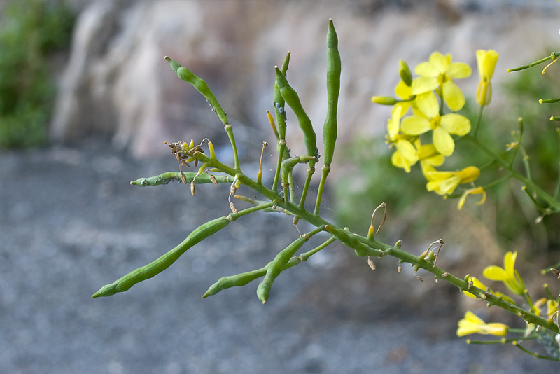 Ossessione disturbo.