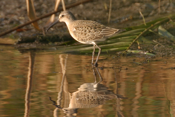 conferma specie [Piovanello comune]