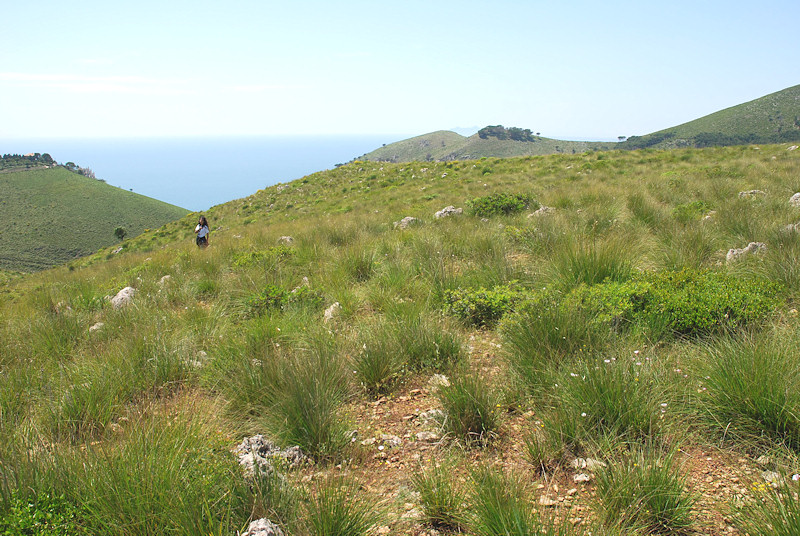 Deleproctophylla australis a Sperlonga (LT)