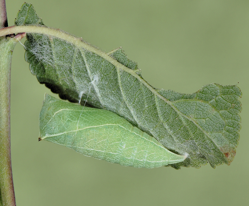 Omocromia con il supporto della pupa di podalirio