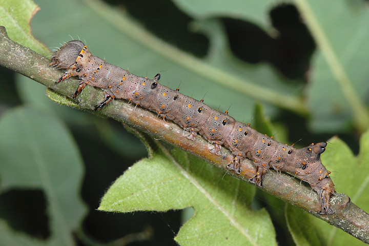 bruco di Catephia alchymista