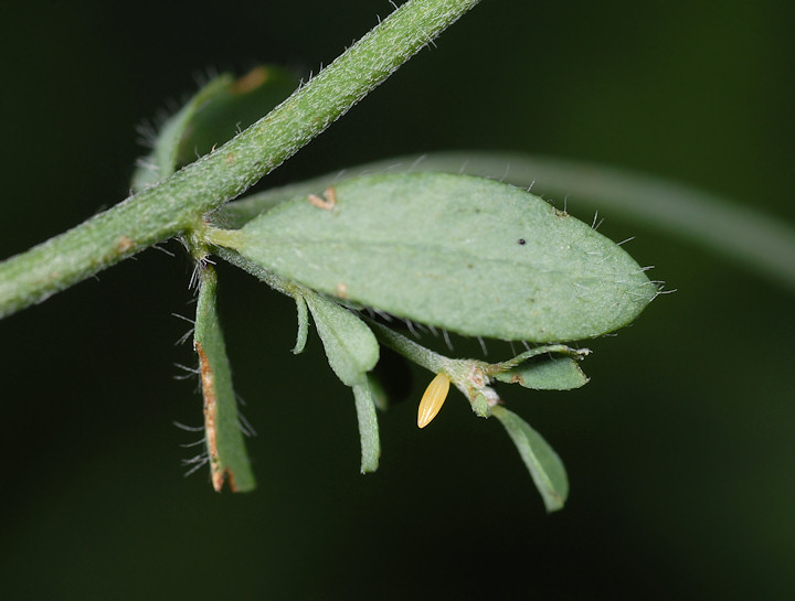 Leptidea sinapis