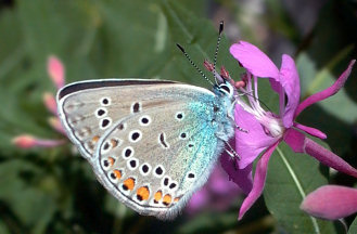 Polyommatus escheri