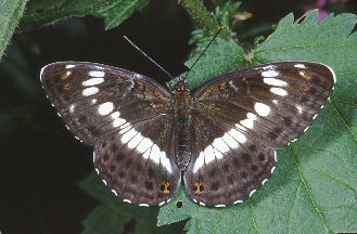 Limenitis reducta