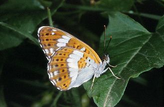 Limenitis reducta