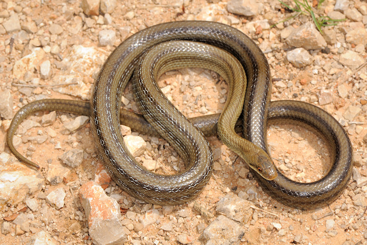 Zamenis lineatus nel Lazio