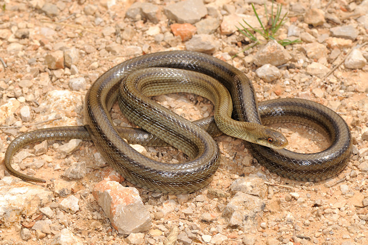 Zamenis lineatus nel Lazio