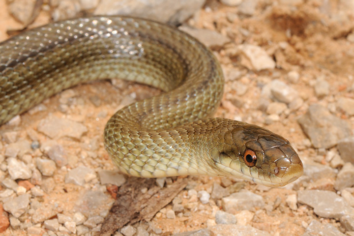 Zamenis lineatus nel Lazio