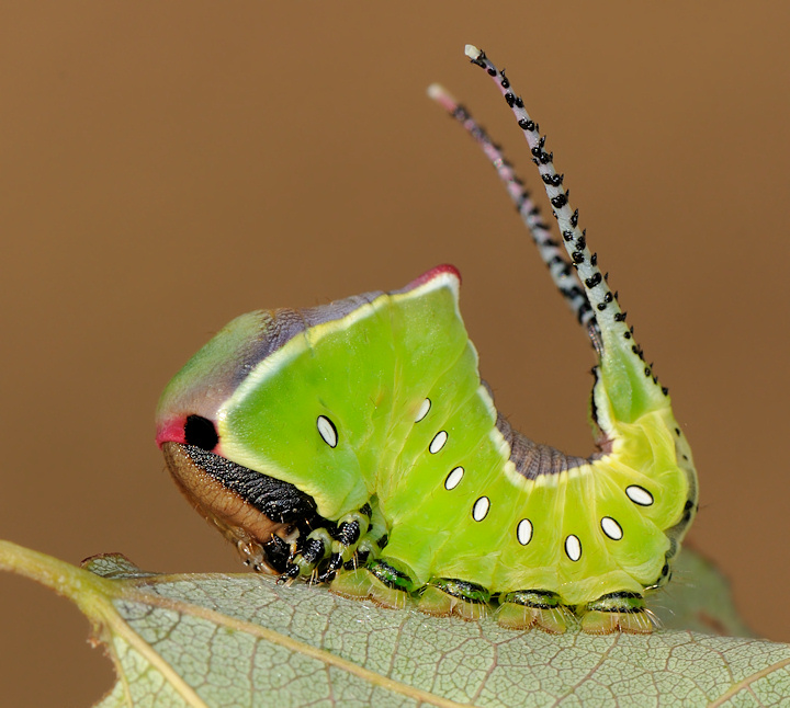 Bruco di Cerura vinula