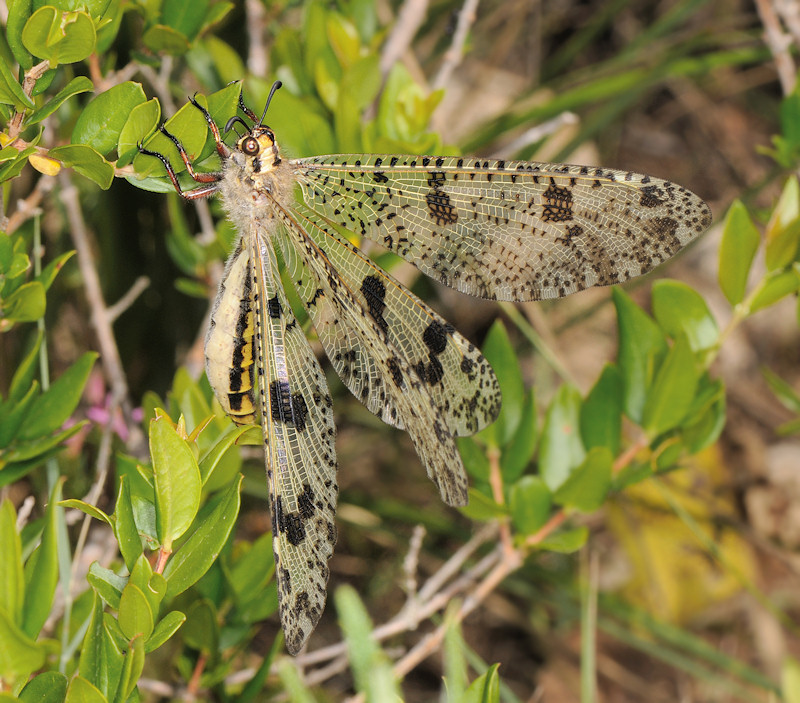 Deleproctophylla australis a Sperlonga (LT)