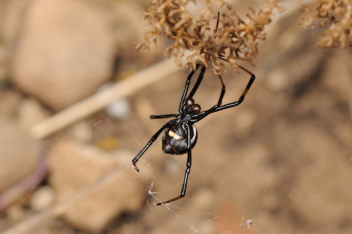 Malmignatta, Latrodectus tredecimguttatus