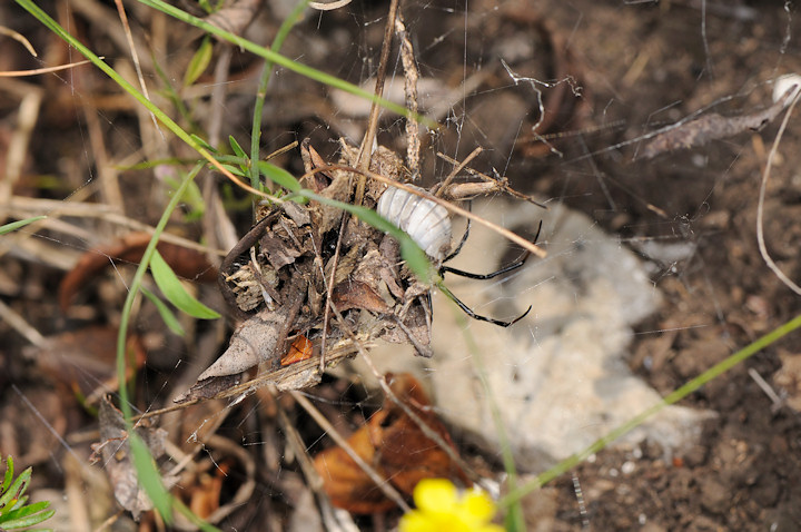 Malmignatta, Latrodectus tredecimguttatus