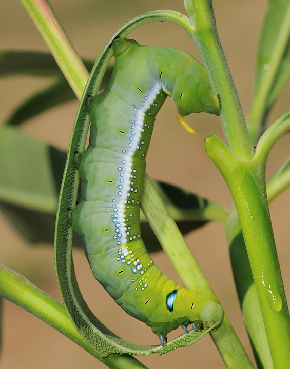 Sfinge dell''oleandro, Daphnis nerii