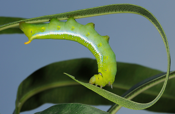 Sfinge dell''oleandro, Daphnis nerii