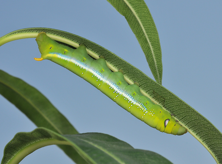 Sfinge dell''oleandro, Daphnis nerii