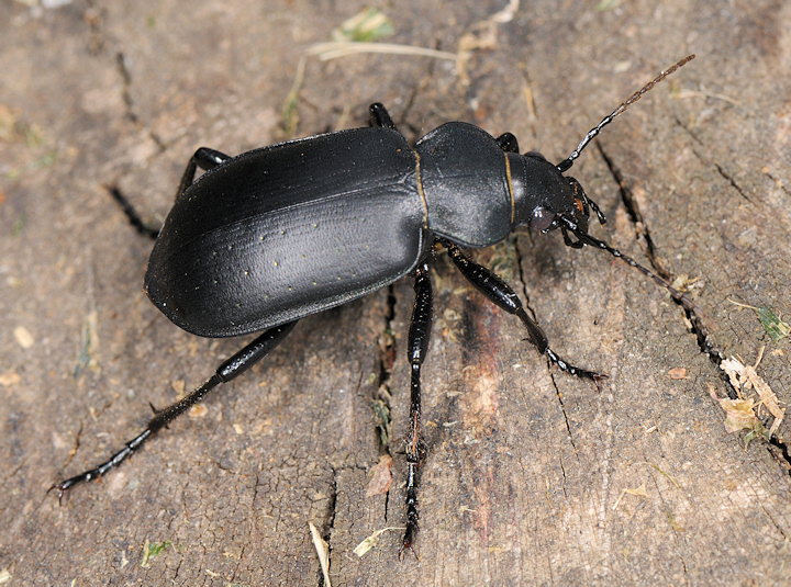 Calosoma maderae