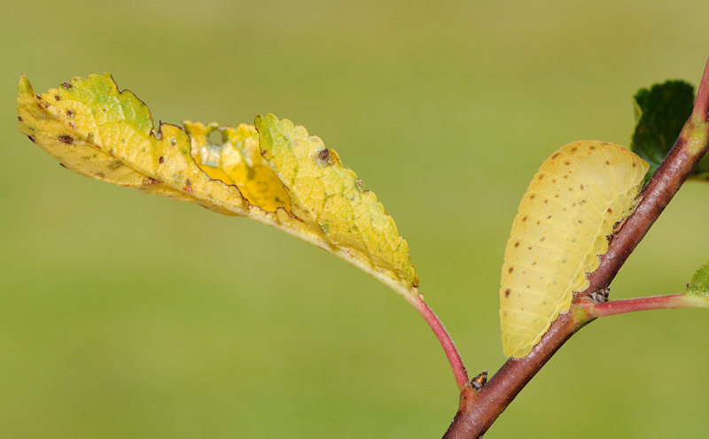 Omocromia con il supporto della pupa di podalirio