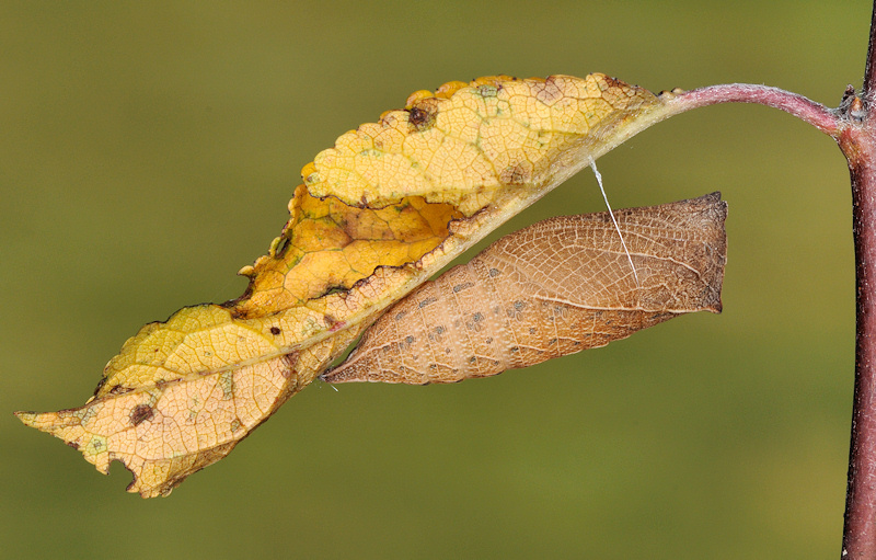 Omocromia con il supporto della pupa di podalirio
