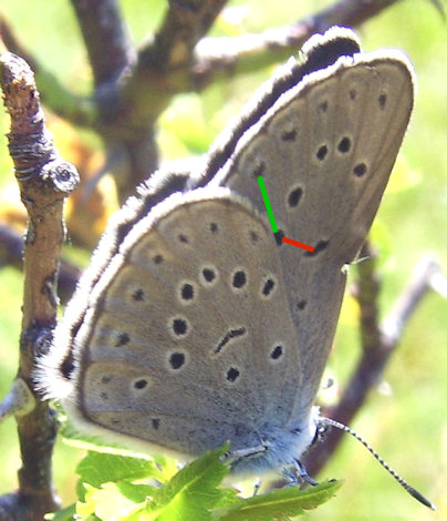 Maculinea spp.